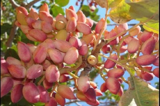 Ambitious steps towards the revival of agriculture